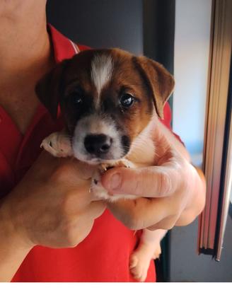 Jack Russell
