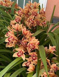 Orchidea fiore da giardino