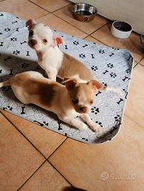 Cuccioli chihuahua