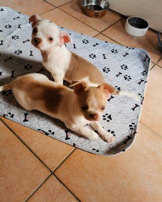 Cuccioli chihuahua