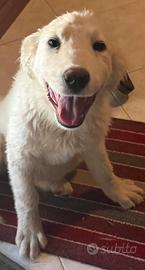 Cuccioli pastori abruzzesi maremmano