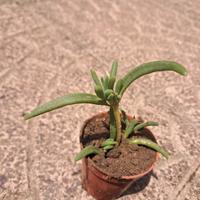  pianta grassa delosperma cooperi 