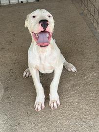 Dogo argentino