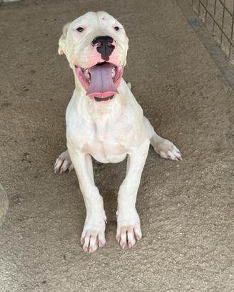 Dogo argentino