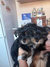 Yorkshire terrier