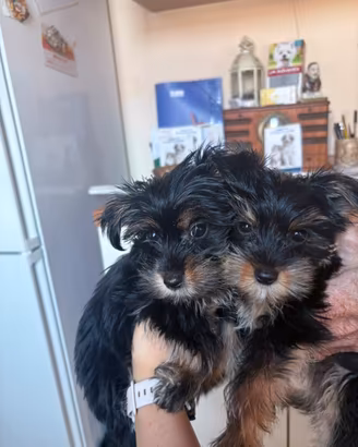 Yorkshire terrier