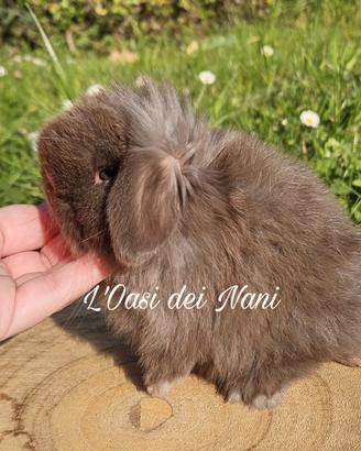 Cucciolo di coniglio di razza Minilop