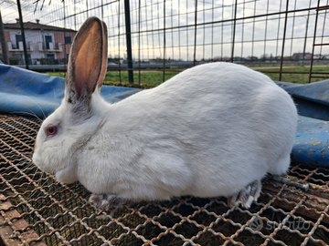 Coniglia da fattrice nuova