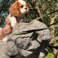 Cucciolo blenheim cavalier king