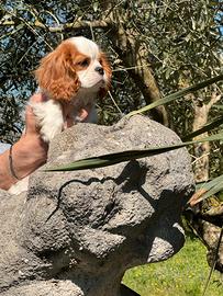 Cucciolo blenheim cavalier king