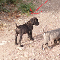 Cucciola di cane corso originale razza italiana