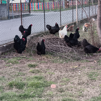 Galline australorp