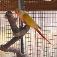 Pyrrhura Suncheek Femmina