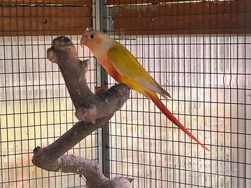 Pyrrhura Suncheek Femmina