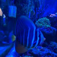 Zebrasoma Veliferum taglia media