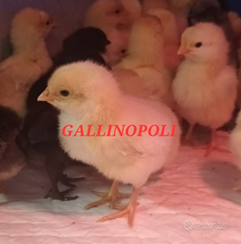 Pulcini Razze Ornamentali