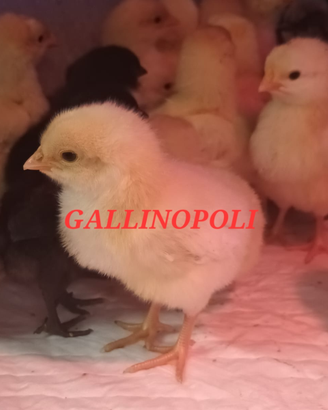 Pulcini Razze Ornamentali