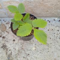 Piante fragola fragolina di bosco in vaso