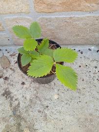 Piante fragola fragolina di bosco in vaso