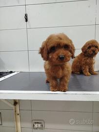 Barboncino pagamento a rate