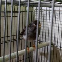 Canarino fife fancy ardesia