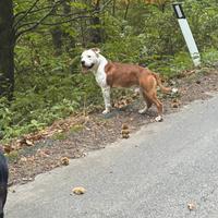 Cane maschio Amstaff
