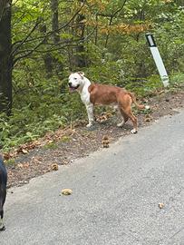 Cane maschio Amstaff