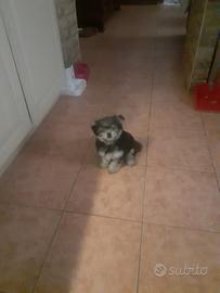 Cucciolo di cane