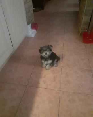 Cucciolo di cane