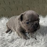 Bulldog francesi blu e merle