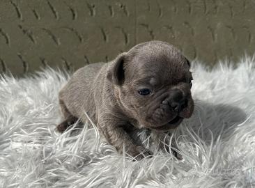 Bulldog francesi blu e merle