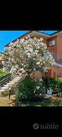 Vacanze