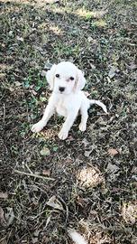 Cuccioli di setter