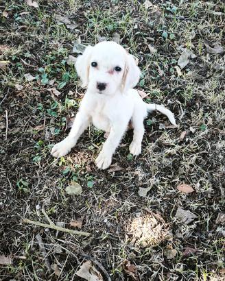 Cuccioli di setter