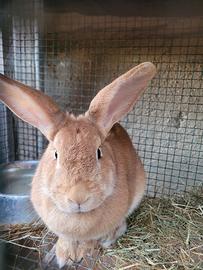 Coniglio