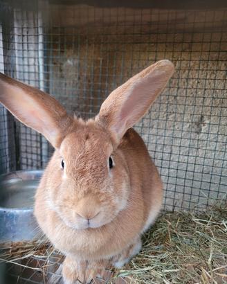 Coniglio
