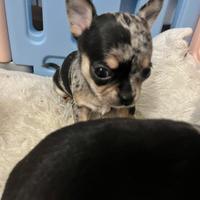 Chihuahua cucciola blu merle pelo raso