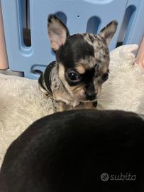 Chihuahua cucciola blu merle pelo raso