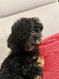 Barboncina toy 1 anno e mezzo