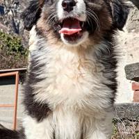 Cuccioli di Australian