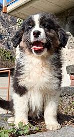 Cuccioli di Australian