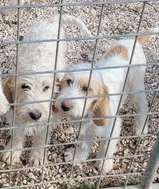 Cane da caccia Briquet Griffon Vendeen