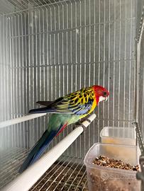 Rosella comune ancestrale/rubino pappagallo