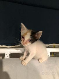 Piccola gattina calico di due mesi