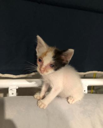 Piccola gattina calico di due mesi