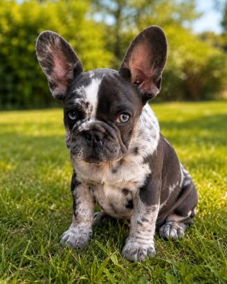 Maschietto bulldog francese blu merle tan