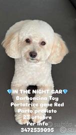 Barboncini taglia Toy nana