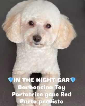 Barboncini taglia Toy nana