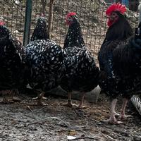 Galline Sussex millefiori