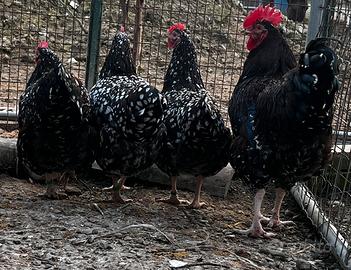 Galline Sussex millefiori